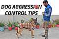 Dog Aggression Control Tips &