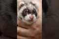 3 Best Small Exotic Pets Revealed!