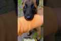 BELGIAN MALINOIS Puppy Training |