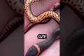 Cute Baby Animals: Baby Snakes Are