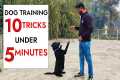 10 Dog Training Tricks in Just UNDER