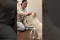 Training Your Cat To High Five | The