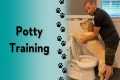 How do you potty train your dog?