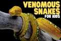 Venomous Snakes for Kids | Learn fun