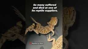 Why Buying Bearded Dragons Isn’t Kind 💔