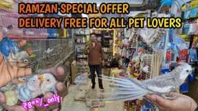 Grab This offers till Ramzan wajid exotic [9082483710] #exoticbirdsshop #birdslover