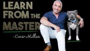 How Cesar Millan, The Dog Whisperer trains his own dogs