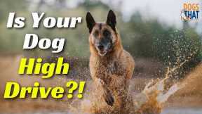 How To Spot A High Drive Dog And Dog Training Strategies To Help