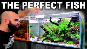 FULL AQUARIUM BUILD for The Perfect Fish!