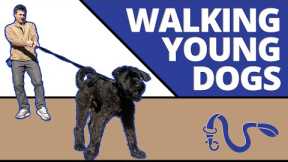 Simple step by step instructions to perfectly walking an adolescent dog