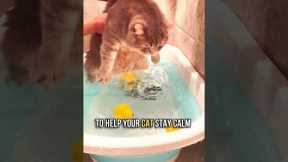 🛁How to Bathe Your Cat in 5 Simple Steps