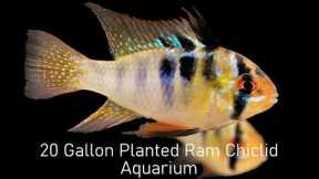 How To: Setup a 20-gallon Planted Aquarium For Ram Cichlids: A Step-By-Step Guide