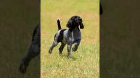 German Shorthair Pointer Puppy Training