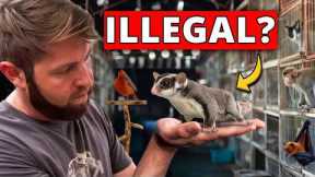 ⁠I Went Undercover in an Illegal Exotic Animal Market