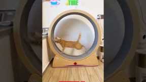 CAT Run Fast Like Cheetah | Extreme Cat Wheel Workout! |  #cat #catlover #funnycats #shorts #viral