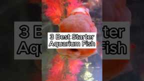 Best Starter Freshwater Fish (Easiest Freshwater Fish to Keep) #fishtank #aquarium #freshwater fish