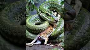 Epic Battle! Giant Snake Hunts a Cheetah | #The Animal World  #breeding snakes, #exotic pets,