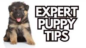 7 Puppy Training Questions + 6 Dog Trainers = Helpful Puppy Tips!