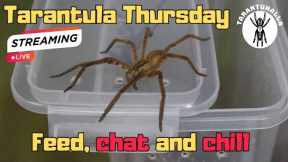 Tarantula  Thursday - Feeding, chat and chill #live