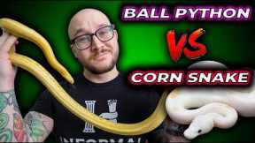 Ball Python vs Corn Snake, The Best Pet Snake?