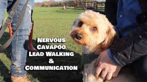 Spoilt Cavapoo Refuses To Listen - 1:1 With Professional Dog Trainer