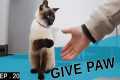 Teaching my Siamese cat to give paw.