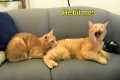 These Cats Speak English Better Than