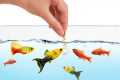 How to Feed Your Fish Properly (How