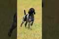 German Shorthair Pointer Puppy