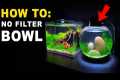 HOW TO: NO FILTER BOWL AQUARIUM SETUP 