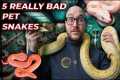 5 Really Bad Pet Snakes | Get These