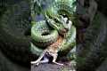 Epic Battle! Giant Snake Hunts a