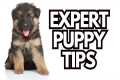 7 Puppy Training Questions + 6 Dog