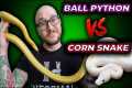 Ball Python vs Corn Snake, The Best