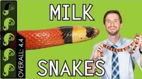 Milk Snake, The Best Pet Snake?