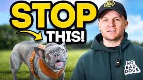 French Bulldog Reactivity? This Is How To Fix It!