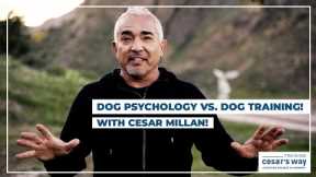 Dog Psychology vs. Dog Training! (Cesar Millan Dog Tips)