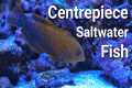 17 Centrepiece Saltwater Fish For