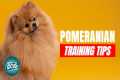 How to Train Your Pomeranian | Best