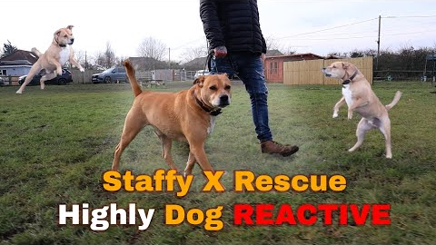Heartbreaking to Hopeful: Staffy X Rescue Dog Struggles With Severe Reactivity