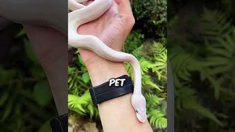 These Are The Best Exotic Pets To Own!