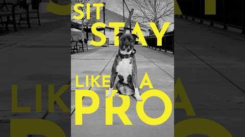 How to teach your dog to sit-stay like a pro #dogtrainer #puppy #puppytraining