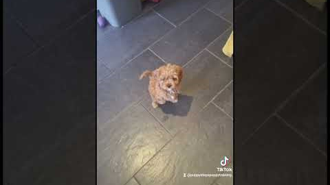 Trained puppy,  training an 8 week old Cavapoo. #trainedpuppy