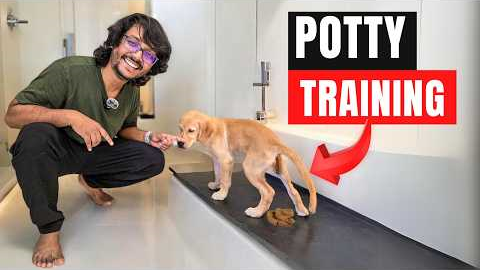 Dog potty training ! Completely potty train your dog or pup quickly and easily PART 1