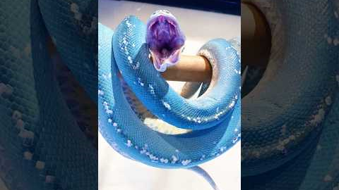 Top 5 Friendliest Snakes That Won’t Bite! 🐍