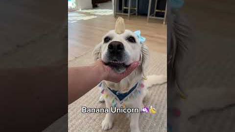 Useless Tricks I Taught my Dog! PART 2