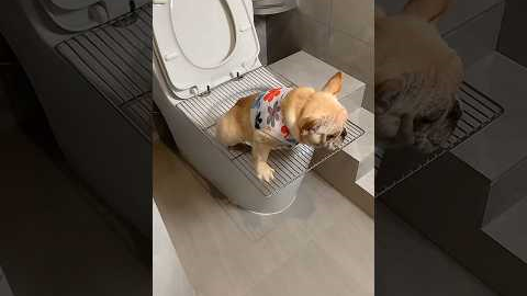 How to train your dog to use the toilet | How to potty train a puppy #dog #puppy #shorts