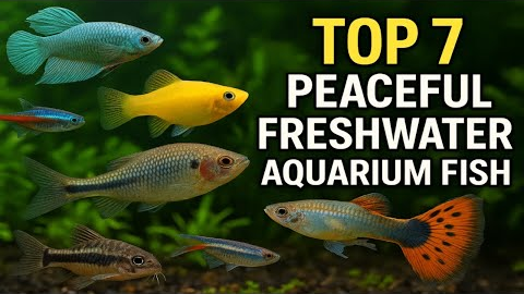 TOP 7 PEACEFUL FRESHWATER AQUARIUM FISH
