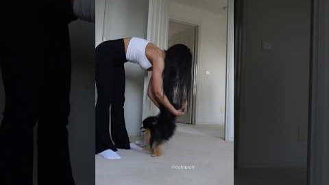 Pomeranian handstand stretches 🤸 #pomeranian #dog #cutedog