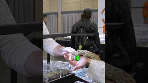 That's a big reptile 😳@livingwildllc2.0 #lizard #reptile #gecko #exoticpets #cute #reptiles